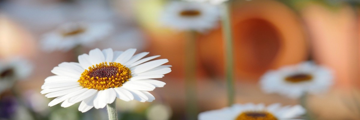 AGB - Allgemeine Geschäftsbedingungen SuedamerikaTours.de